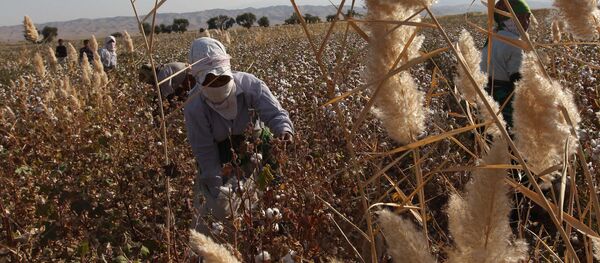 Сбор хлопка  - Sputnik Ўзбекистон