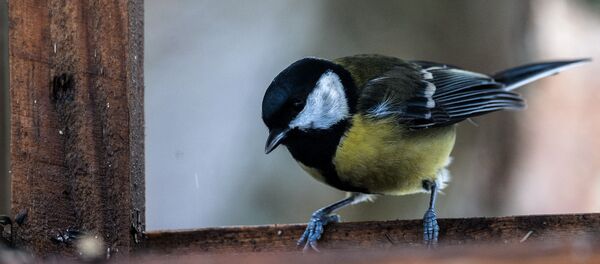 Синицы - Sputnik Узбекистан