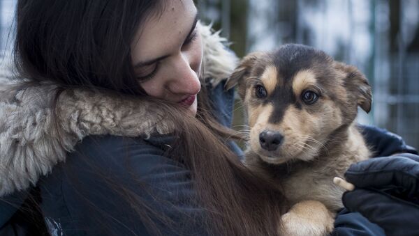 В Литве появился Tinder для знакомства человека с собакой - Sputnik Узбекистан