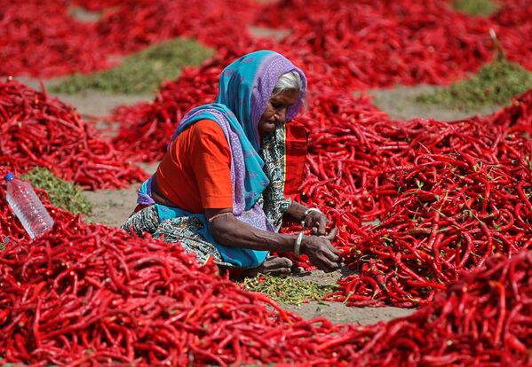 Обработка красного перца индийской крестьянкой в окрестностях Ахмадабада - Sputnik Узбекистан