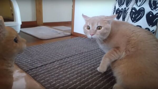 Кот увидел свою копию и впал в ступор – видео - Sputnik Узбекистан