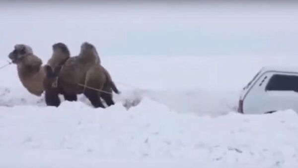 Герой снежной пустыни: как верблюд вытащил Ниву из сугробов – видео - Sputnik Узбекистан