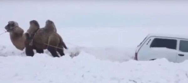 Герой снежной пустыни: как верблюд вытащил Ниву из сугробов – видео Герой снежной пустыни: как верблюд вытащил Ниву из сугробов – видео - Sputnik Узбекистан