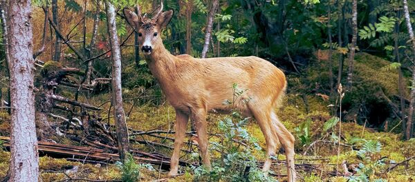 Олень. Иллюстративное фото - Sputnik Ўзбекистон