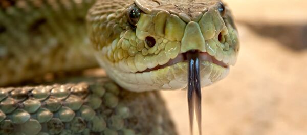 Змея. Иллюстративное фото Змея. Иллюстративное фото - Sputnik Ўзбекистон