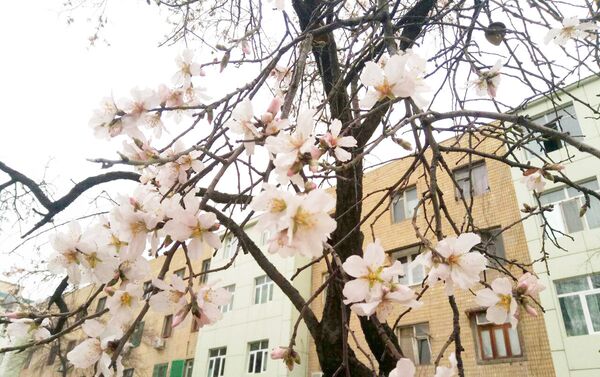 В Ташкенте зацвели абрикосовые деревья - Sputnik Узбекистан