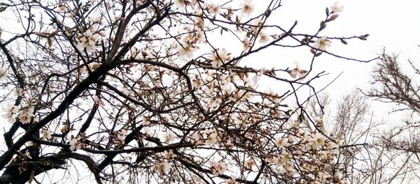 В Ташкенте зацвели абрикосовые деревья В Ташкенте зацвели абрикосовые деревья - Sputnik Узбекистан