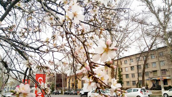 В Ташкенте зацвели абрикосовые деревья - Sputnik Узбекистан