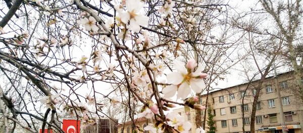 В Ташкенте зацвели абрикосовые деревья В Ташкенте зацвели абрикосовые деревья - Sputnik Ўзбекистон