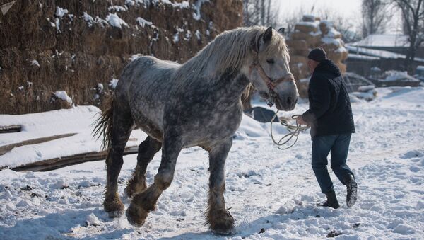 Под Бишкеком разводят огромных лошадей весом более тонны - Sputnik Ўзбекистон