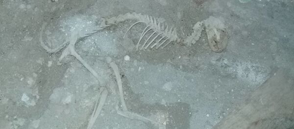 Останки динозавра нашли в Риштанском районе Ферганской области - Sputnik Ўзбекистон