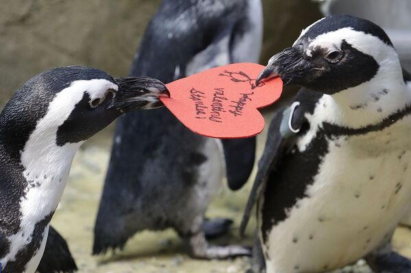 Африканские пингвины спорят о валентинке, выданной им биологом Калифорнийской академии наук в Сан-Франциско - Sputnik Узбекистан
