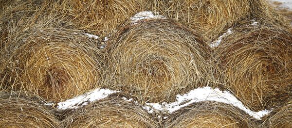 Сено Сено - Sputnik Узбекистан