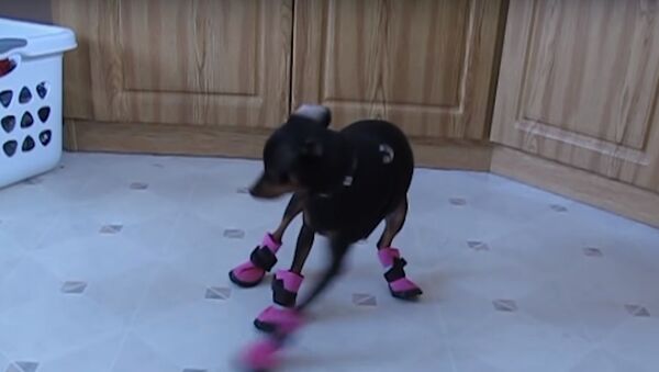 Собаки впервые примеряют ботиночки - самое смешное видео - Sputnik Узбекистан