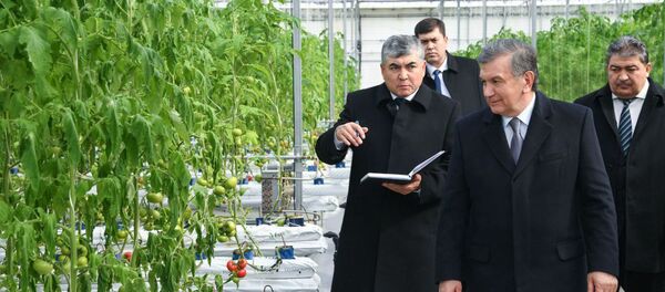 Шавкат Мирзиёев осмотрел гидропонную теплицу предприятия Gran ruta de la seda в Хавастском районе - Sputnik Узбекистан