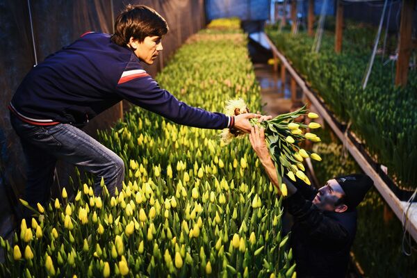 Работники во время сбора урожая тюльпанов в преддверии праздника 8 Марта в тепличном хозяйстве АЛЕКСиЯ в Новосибирске - Sputnik Узбекистан