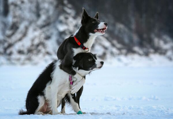 Собаки породы бордер-колли во время тренировки на замерзшей реке Енисей близ Красноярска - Sputnik Узбекистан