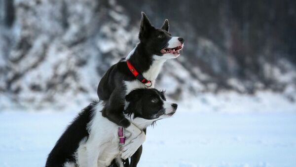 Собаки породы бордер-колли во время тренировки на замерзшей реке Енисей близ Красноярска - Sputnik Узбекистан