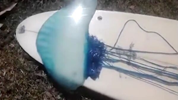 Страшнее, чем акула: серфер нашел двухметровую голубую медузу - Sputnik Узбекистан