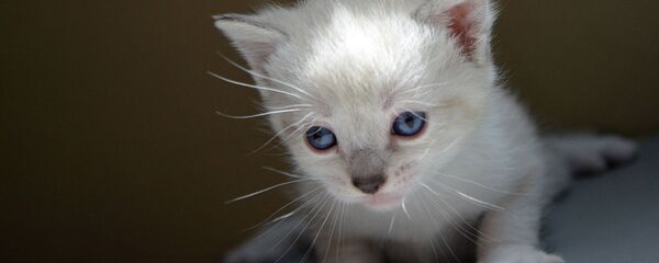 Котенок. Иллюстративное фото Котенок. Иллюстративное фото - Sputnik Узбекистан