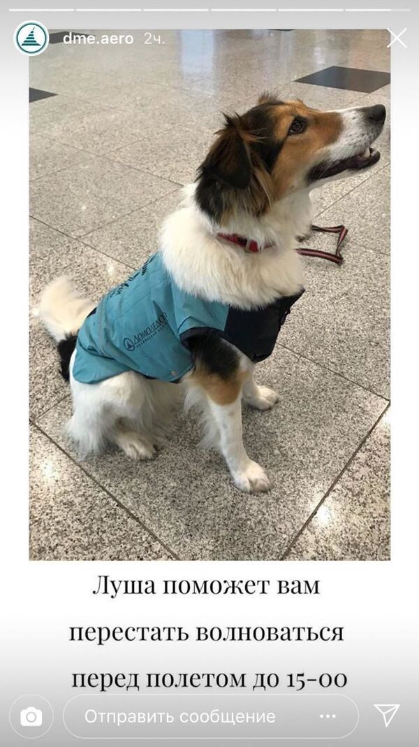 Обнимашки перед полетом: в Домодедово собаки помогут снять стресс - Sputnik Узбекистан
