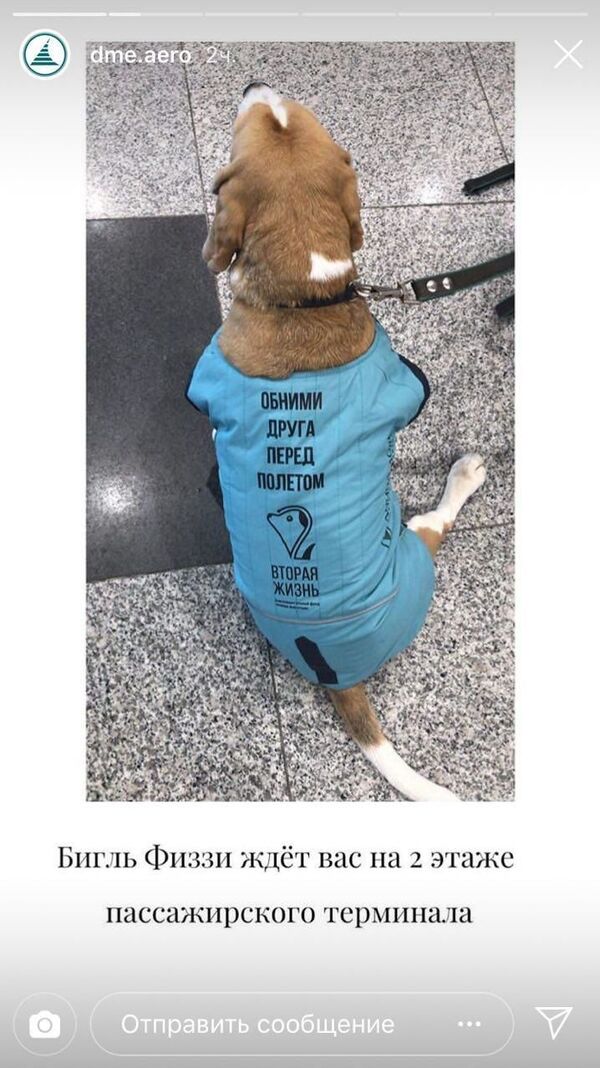 Обнимашки перед полетом: в Домодедово собаки помогут снять стресс - Sputnik Узбекистан