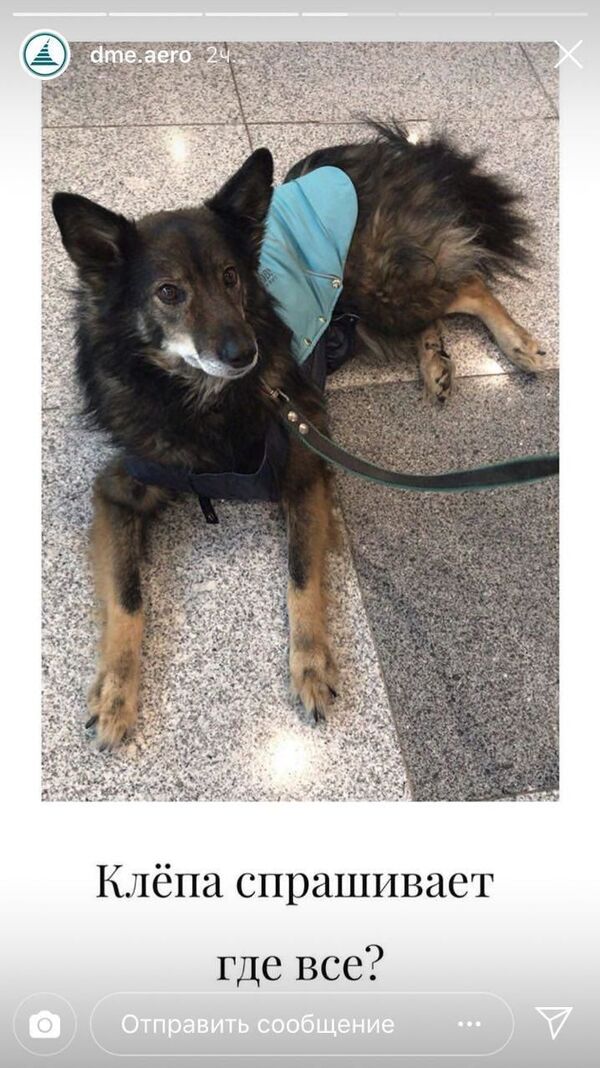 Обнимашки перед полетом: в Домодедово собаки помогут снять стресс - Sputnik Узбекистан