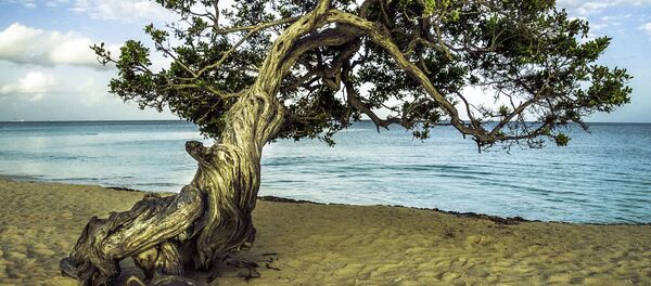 Eagle Beach на Арубе - Sputnik Узбекистан