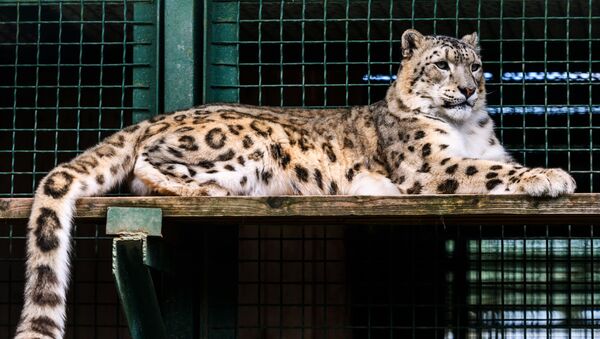 Ирбис (снежный барс) в центре воспроизводства редких видов животных Московского зоопарка  - Sputnik Узбекистан