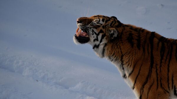 Уссурийский тигр Амур в вольере Приморского сафари-парка - Sputnik Узбекистан