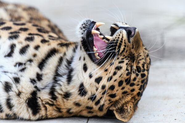 Дальневосточный леопард в Центре воспроизводства редких видов животных Московского зоопарка - Sputnik Узбекистан