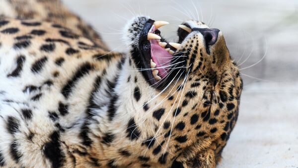 Дальневосточный леопард в центре воспроизводства редких видов животных Московского зоопарка - Sputnik Ўзбекистон