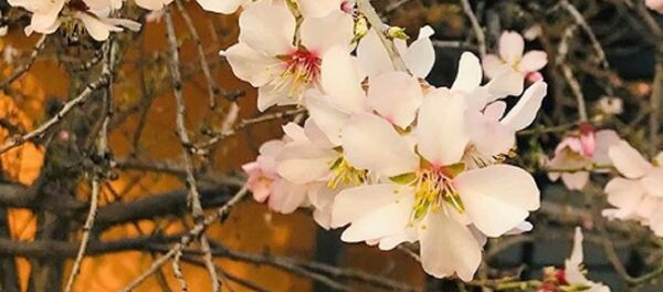 Весна в Ташкенте - Sputnik Узбекистан