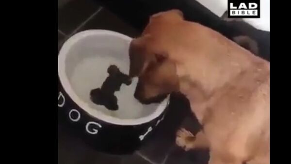 Как в воду кануло: щенок пытается съесть нарисованную кость - милейшее видео - Sputnik Узбекистан