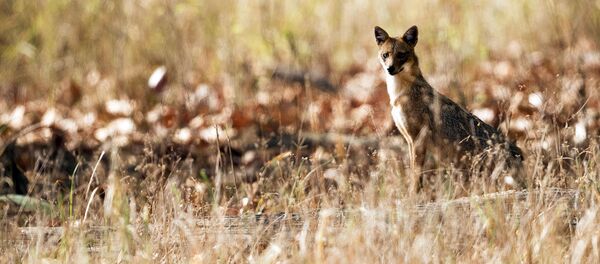 Шакал - Sputnik Ўзбекистон