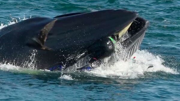 Фотограф угодил в пасть гигантскому киту - Sputnik Ўзбекистон
