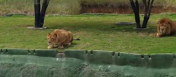 Львица погналась за туристами Львица погналась за туристами - Sputnik Ўзбекистон