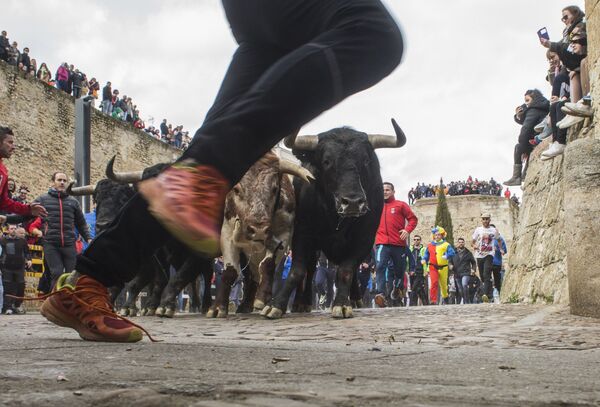 Люди бегут вместе с быками по улицам во время Карнавала дель Торо в Сьюдад-Родриго, Испания - Sputnik Узбекистан