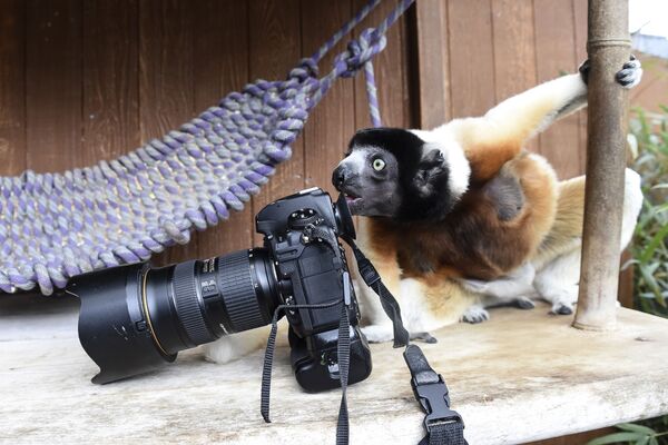 Самочка сифака осматривает камеру фотографа в вольере в зоопарка Мюлуза, Франция - Sputnik Узбекистан