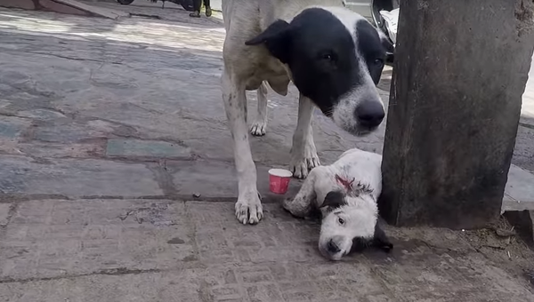 Мамы они такие: собака зовет людей на помощь, чтобы те спасли ее щенка - видео - Sputnik Узбекистан