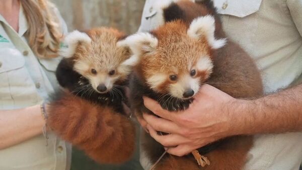 Трех детенышей красной панды показали публике в зоопарке Сиднея - Sputnik Ўзбекистон