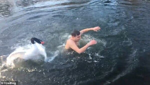 Ищи себе свое озеро: дикий лебедь напал на отдыхающего – видео - Sputnik Узбекистан