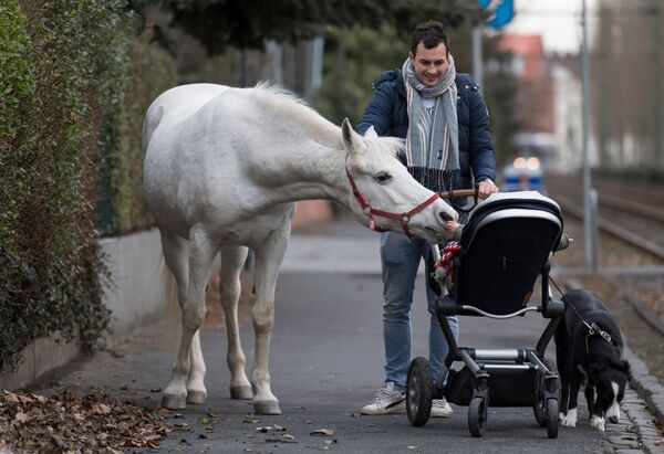 Лошадь по кличке Дженни с интересом осматривает ребенка в коляске, Франкфурт-на-Майне, Германия - Sputnik Узбекистан