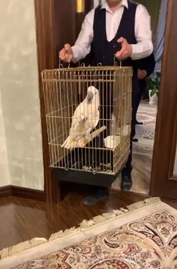 Диалог с какаду: Дима Билан познакомился в Ташкенте с попугаем - фото - Sputnik Узбекистан