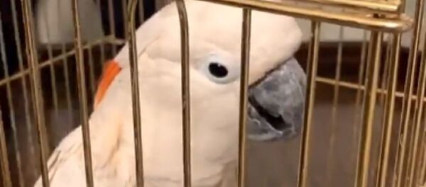 Диалог с какаду: Дима Билан познакомился в Ташкенте с попугаем - фото Диалог с какаду: Дима Билан познакомился в Ташкенте с попугаем - фото - Sputnik Ўзбекистон