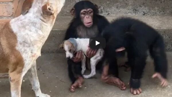 Шимпанзе излечили собаку в Либерии - трогательное видео - Sputnik Узбекистан