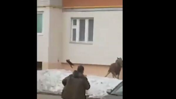 Жительница Башкирии швырнула кота в лося - Sputnik Узбекистан