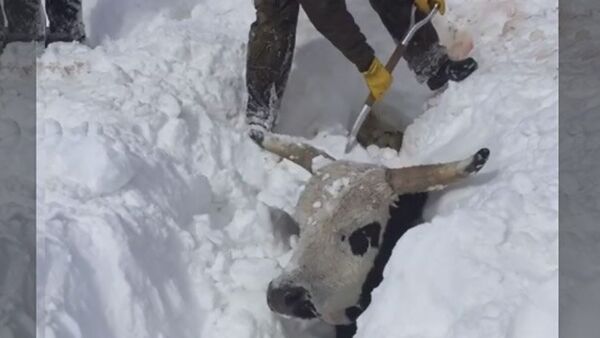 Фермер откапывает коров из-под снега - Sputnik Узбекистан