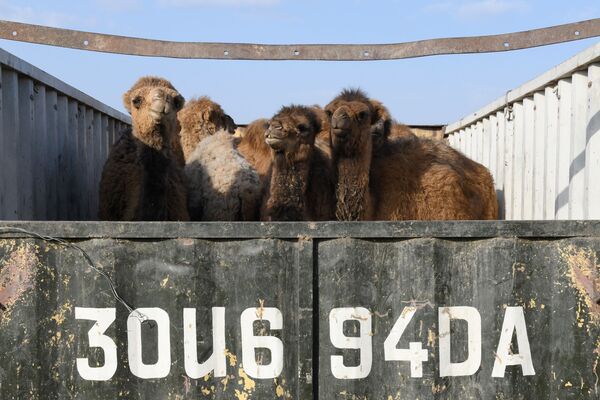 Верблюды в кузове грузовика - Sputnik Узбекистан