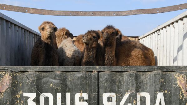 Верблюды в кузове грузовика - Sputnik Узбекистан